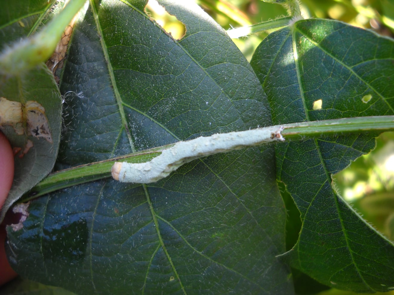 Biological control agents in pest management