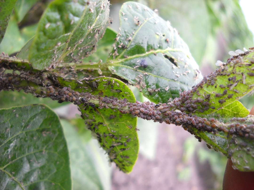 Pest detection through field monitoring