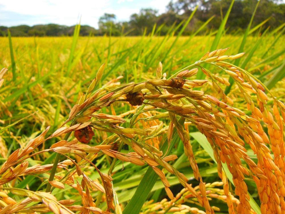 Crop disease early detection and field scouting