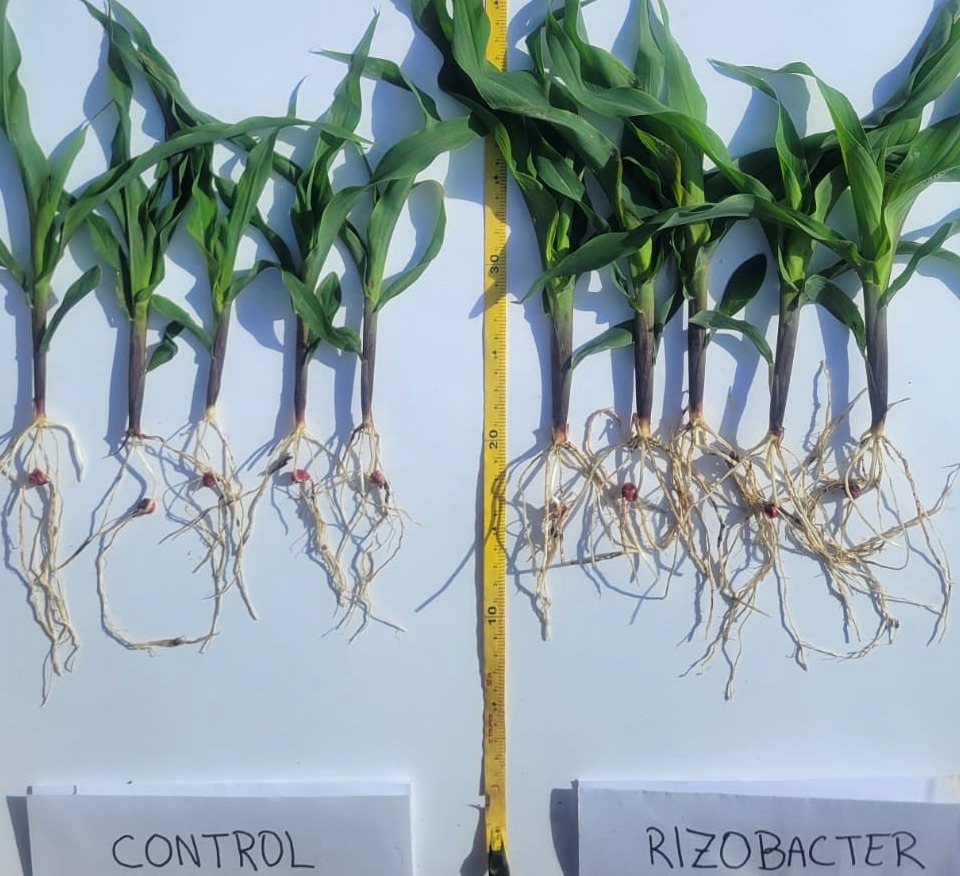 Corn seed treatment with Vitagrow and Status Zn