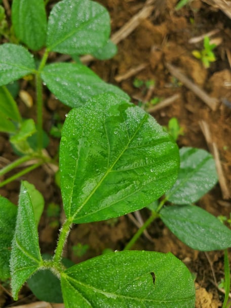Rizospray Extremo applied on soybean crop
