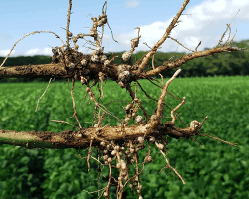 Soybean roots with nitrogen-fixing bacteria nodules