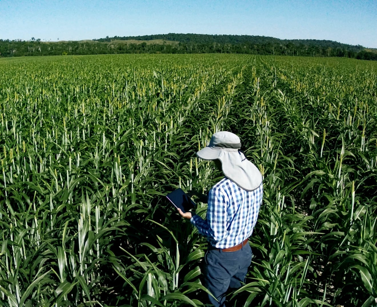 Field scouting and early crop intervention